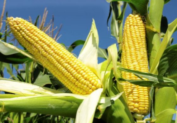 corn.png